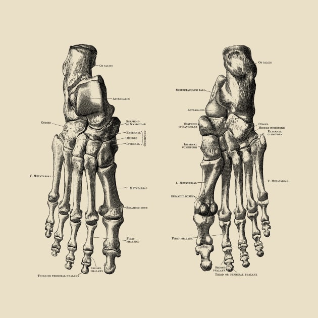 Foot and Ankle Skeletal Diagram by Vintage Anatomy Prints