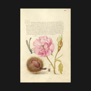 Illuminated manuscript: Damselfly, French Rose, Spanish Chestnut, and Spider, from "Mira calligraphiae monumenta", 1500s, cleaned and restored T-Shirt