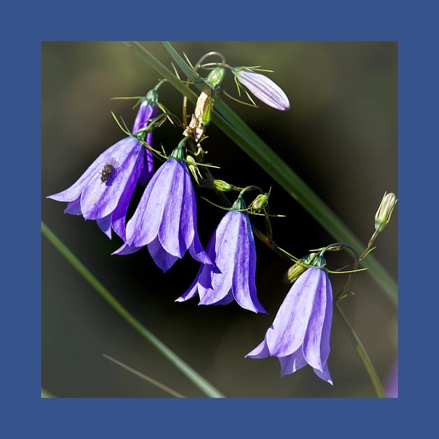 Wild Harebells by Violaman