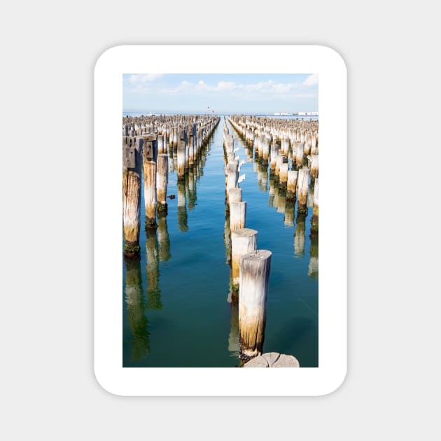 Rows of old wooden wharf piles in Melbourne, Australia. Magnet by sma1050