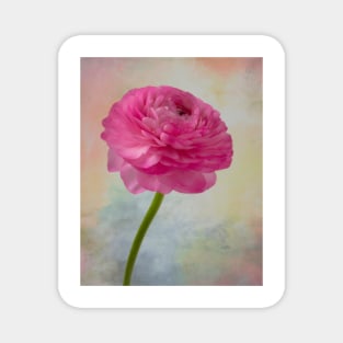 Soft pink Textured Ranunculus Magnet