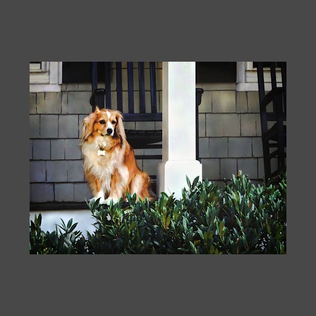 Spaniel on Porch by SusanSavad