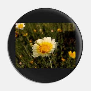 Beautiful summer white flowers Pin