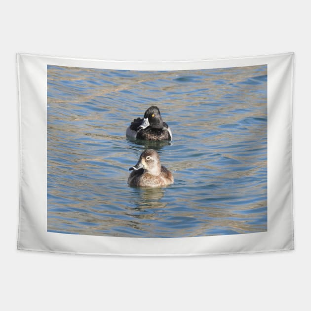 Wildlife gifts, waterfowl, ring-necked ducks Tapestry by sandyo2ly