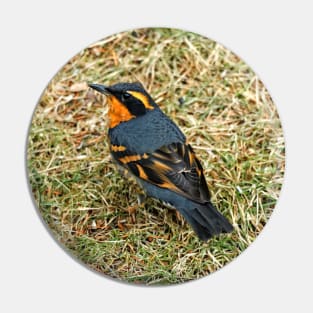 A Bird's Eye View of a Varied Thrush Pin