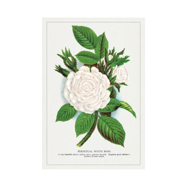 Rose, Perpetual White Moss lithograph (1900) by WAITE-SMITH VINTAGE ART