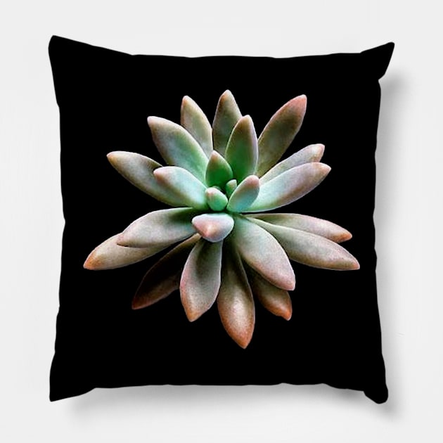 Graptosedum Francesco Baldi Pillow by NerdsbyLeo