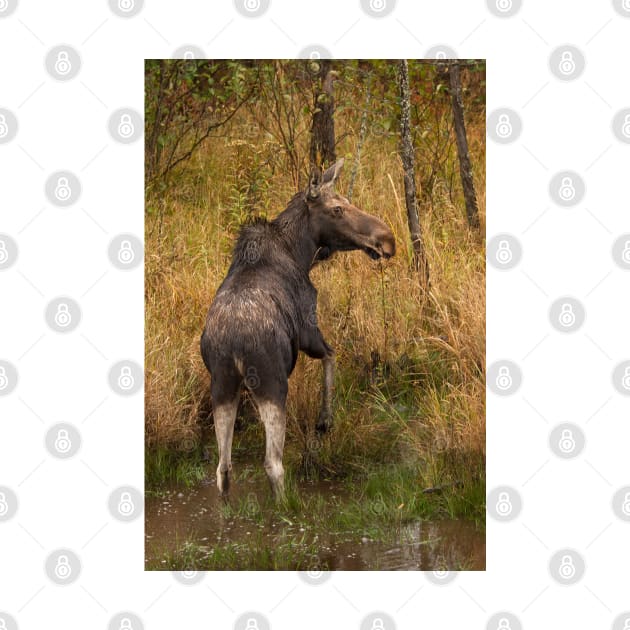 I'm outa here - Moose, Algonquin Park, Canada by Jim Cumming