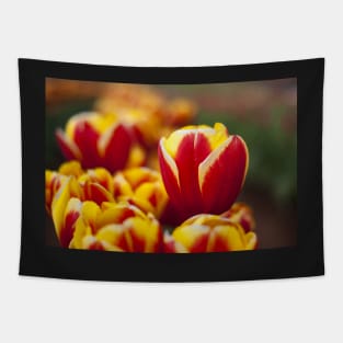 Red and Yellow Tulip Tapestry