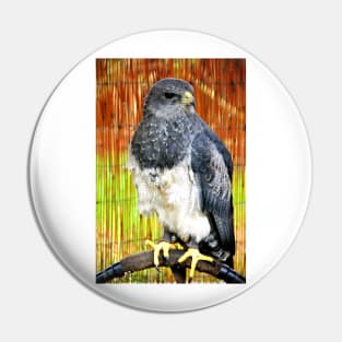 Chilean Eagle Black Chested Buzzard Pin