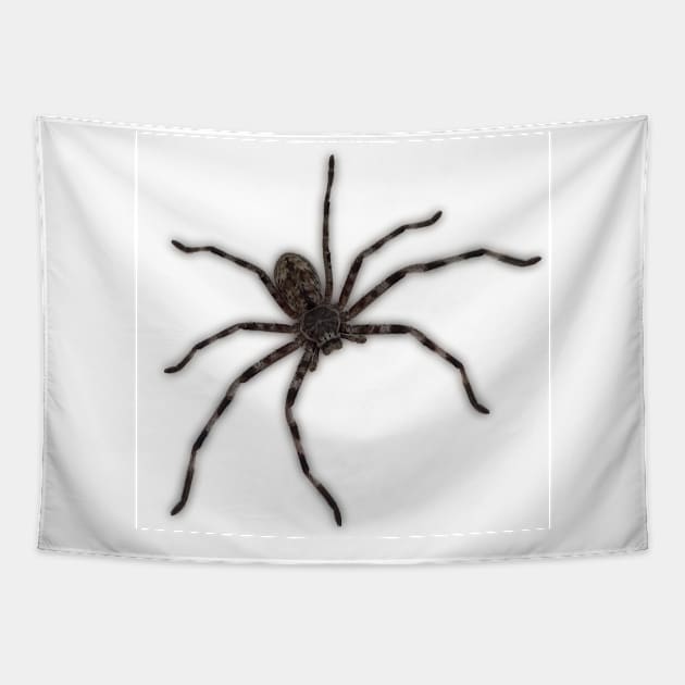 Huntsman Spider (Delena cancerides) Tapestry by Red Wolf