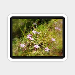 pink Redstem Filaree wildflowers #1 Magnet