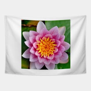 Captivating Pink Water Lily Tapestry