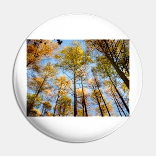 Trees in Autumn Pin