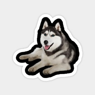 Husky with Blue Eyes, love Huskies, Dog Lover Magnet