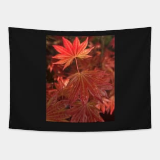 Fall Flame Orange Leaves of the Japanese Maple in the Rain Tapestry