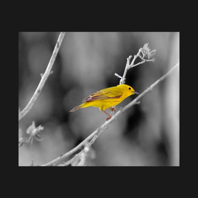 Yellow Warbler by LaurieMinor