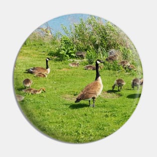 Canada Goose Family Resting On The Grass Pin