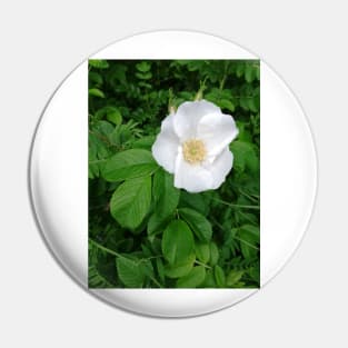 White wild rose Pin