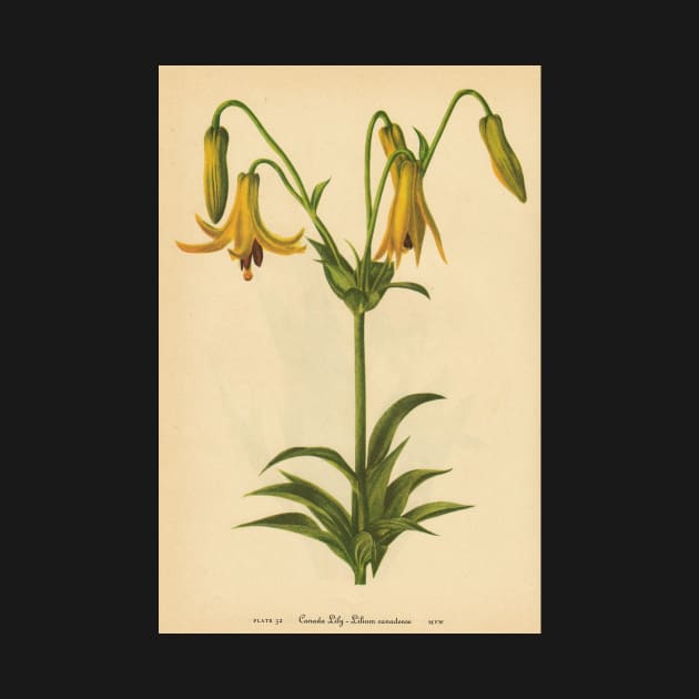 Canada Lily-Available As Art Prints-Mugs,Cases,Duvets,T Shirts,Stickers,etc by born30