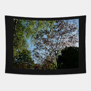 Stand under the trees in autumn to experience colour Tapestry