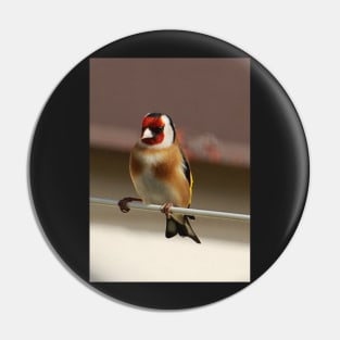 goldfinch Pin