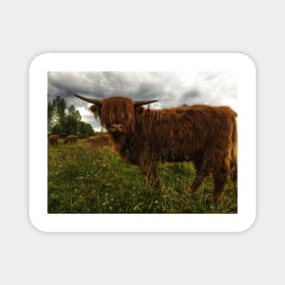 Scottish Highland Cattle Calf 2044 Magnet