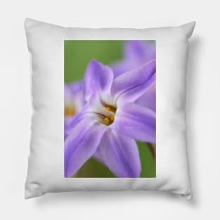 Ipheion uniflorum  &#39;Froyle Mill&#39;   AGM  Spring starflower Pillow