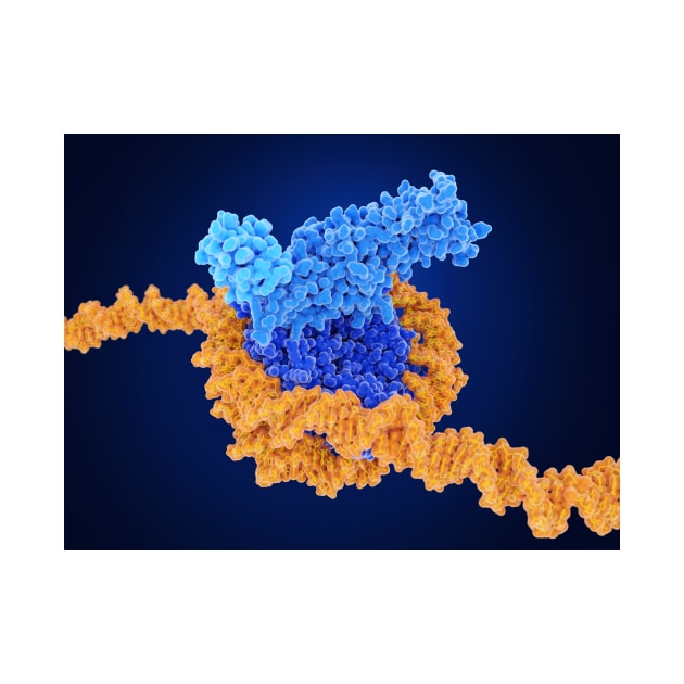 Histone methylation, molecular model, (F035/7250) by SciencePhoto