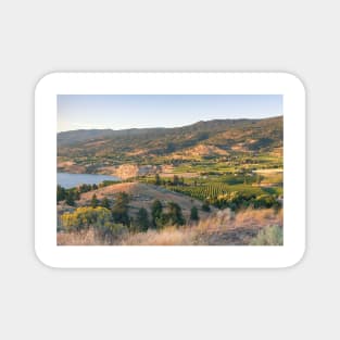 Summer Vineyards in the Okanagan Valley Magnet