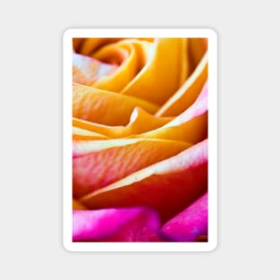 Orange and pink rose Magnet