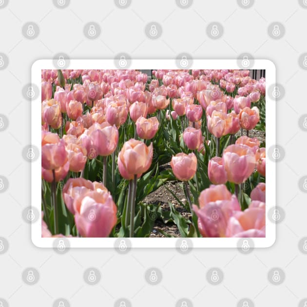 Sun-kissed Pink Tulips Magnet by H. R. Sinclair