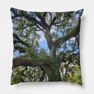 Tranquil Majesty: Audubon Park's Sprawling Oak Tree Pillow