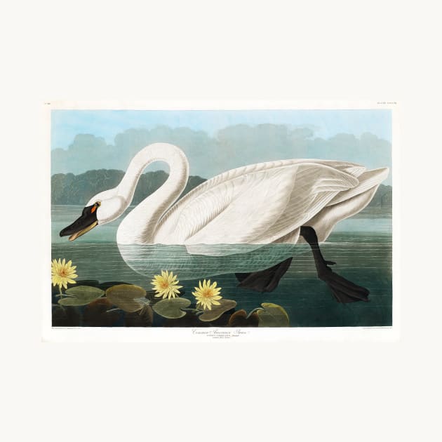 Common American Swan from Birds of America (1827) by WAITE-SMITH VINTAGE ART