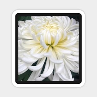 The DeLight of the White Blooming Dahlia Magnet