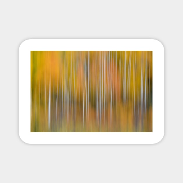 Abstract Aspens Magnet by StacyWhite