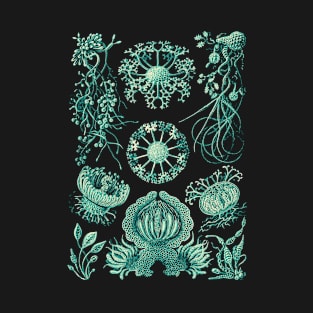 Ernst Haeckel Ascomycetes Mold T-Shirt