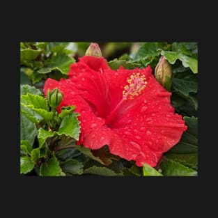 Wet Red Flower 3 T-Shirt