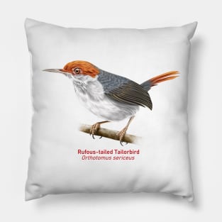 Rufous-tailed Tailorbird | Orthotomus sericeus Pillow