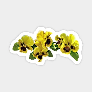 Frilly Yellow Pansies Magnet