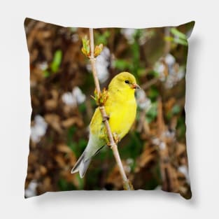 An American Goldfinch Perched on a Branch Pillow