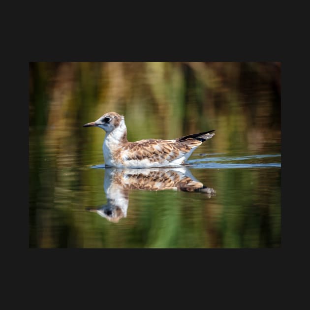 Juvenile seagull on water by naturalis