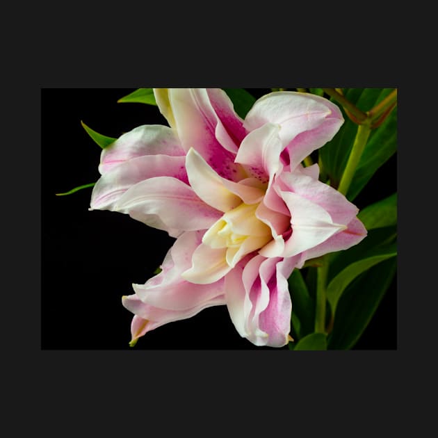 Pink And White Rose Lily by photogarry