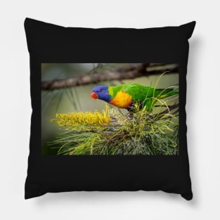 Rainbow Lorikeet with Grevillea Pillow