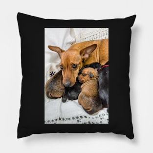 Red Miniature Pinscher mother with puppies Pillow