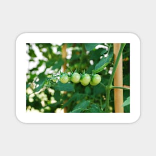 Green Tomatoes on the Vine Magnet