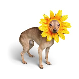 Dog with sunflower costume T-Shirt