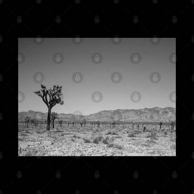 Joshua Tree Landscape Photo V4 by Family journey with God