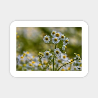 English Wild Flowers - Chamomile Magnet