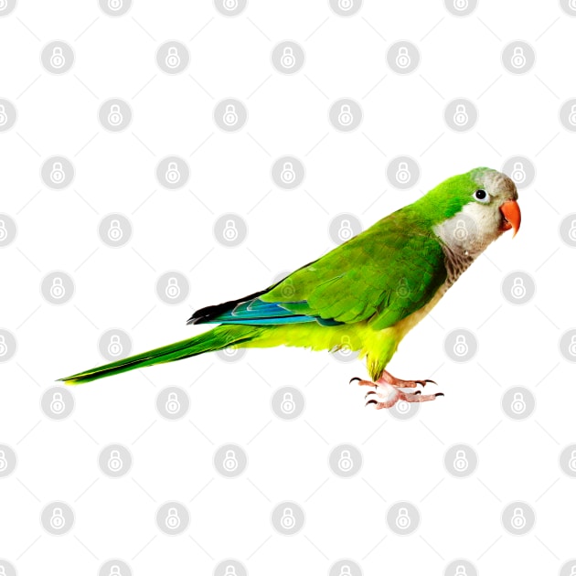 Green Parakeet by NerdsbyLeo